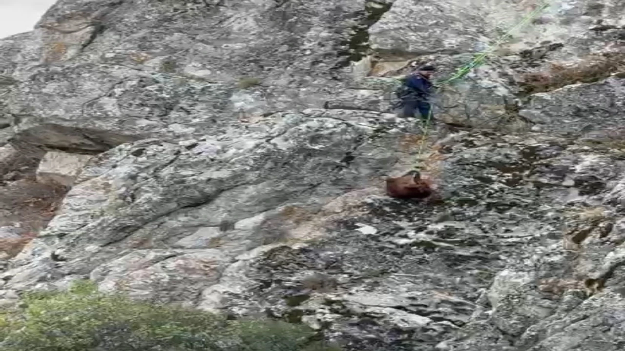 Burdurda mahsur kalan keçiler ekipler tarafından kurtarıldı