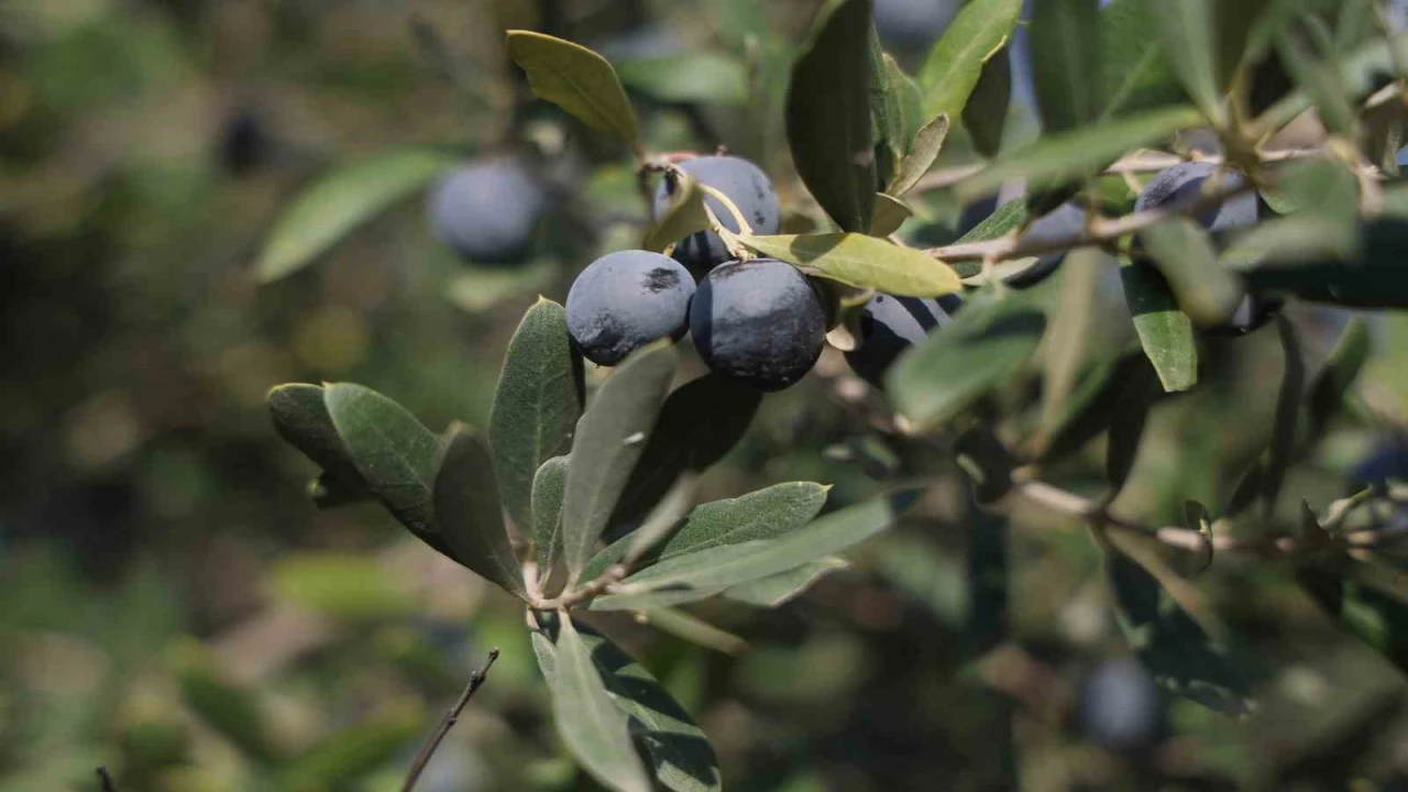 Hatayda 17 milyon 102 bin ağaçta, 201 bin ton zeytin rekoltesi bekleniyor