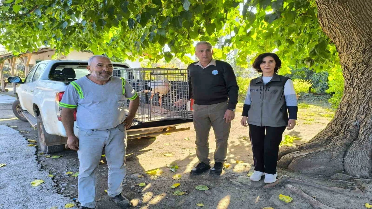 Hatayda yaralı leylek tedavi altına alındı