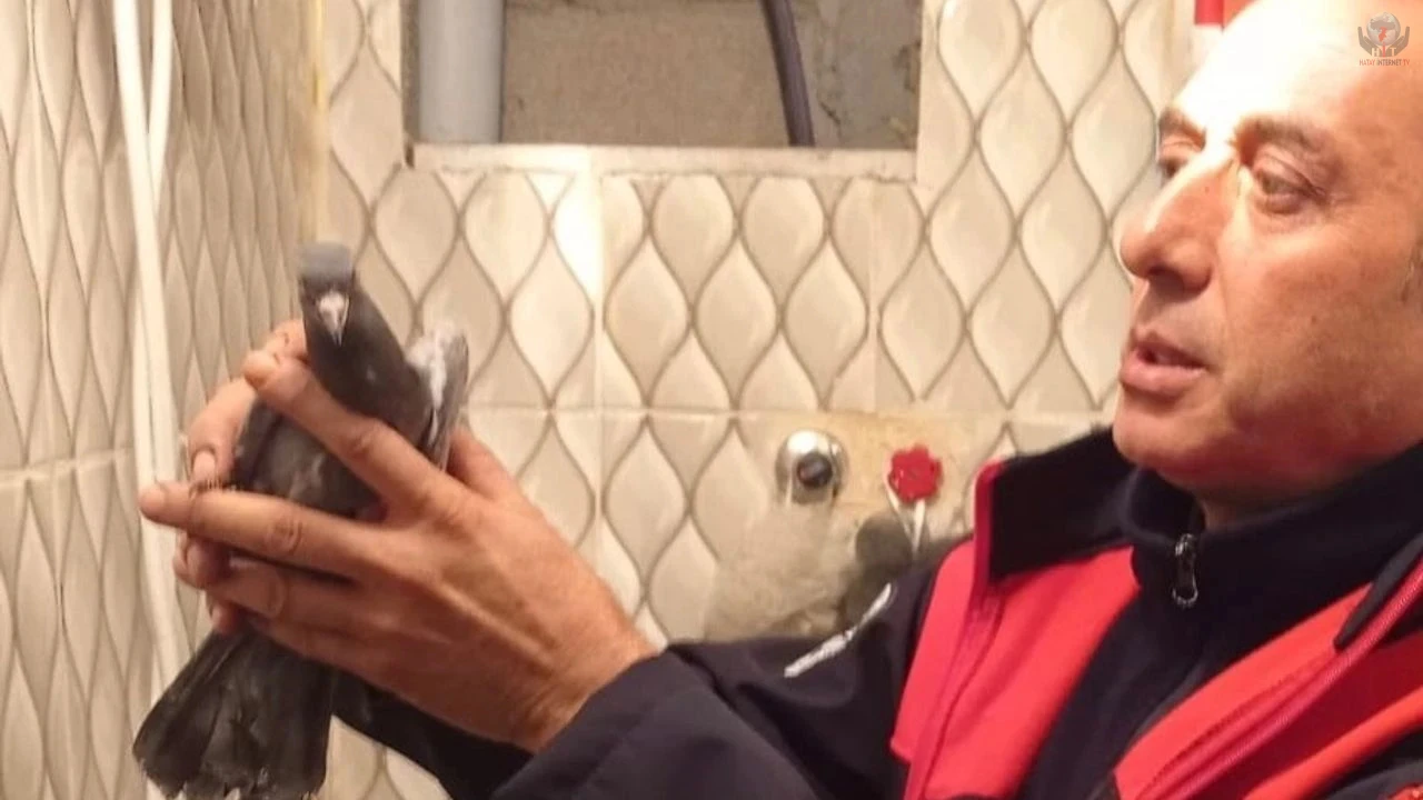 İskenderunda itfaiye ekiplerinden güvercin kurtarma operasyonu