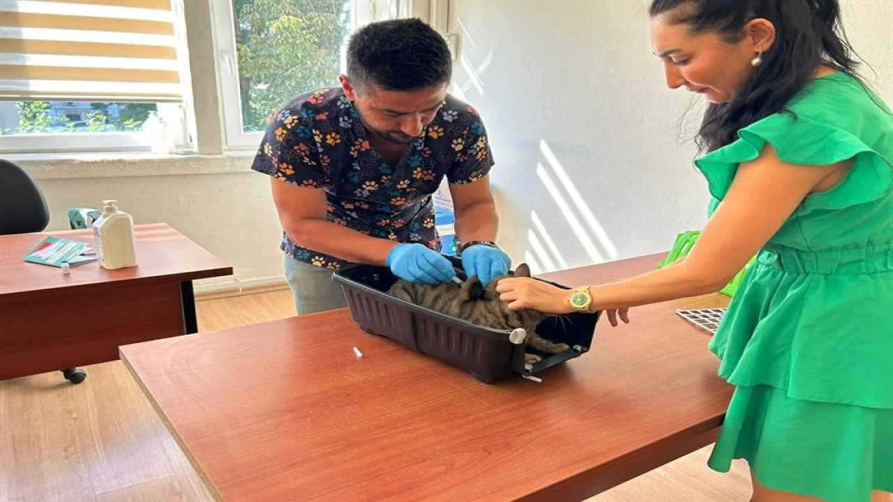 Kedi ve köpeklerin kimliklendirilmesi için son tarih 31 Aralık