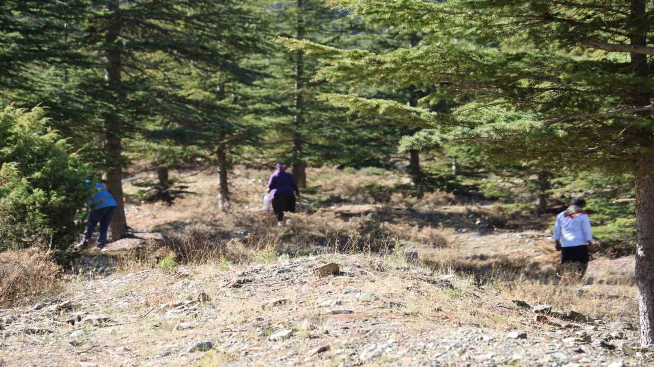 Kilosu etle yarışıyor: Japonların gözdesi sedir mantarı çıktı