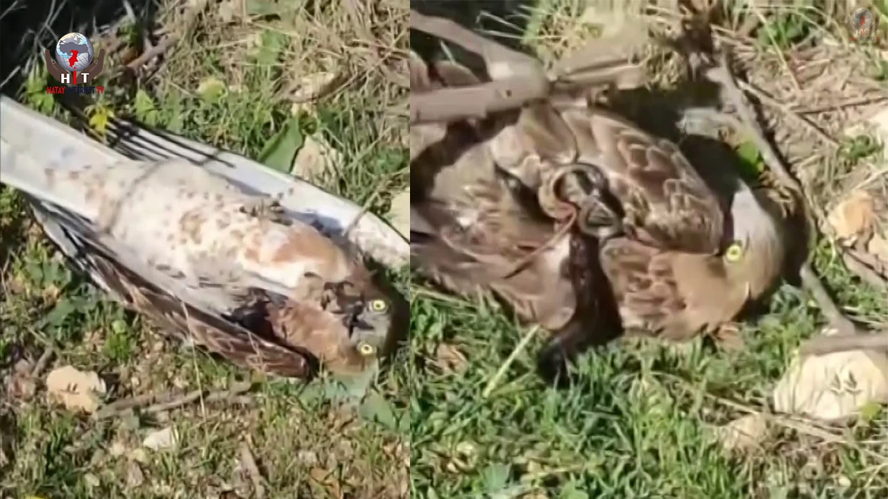 Korku dolu anlar: Yılanın boğazladığı kartalı kurtardı