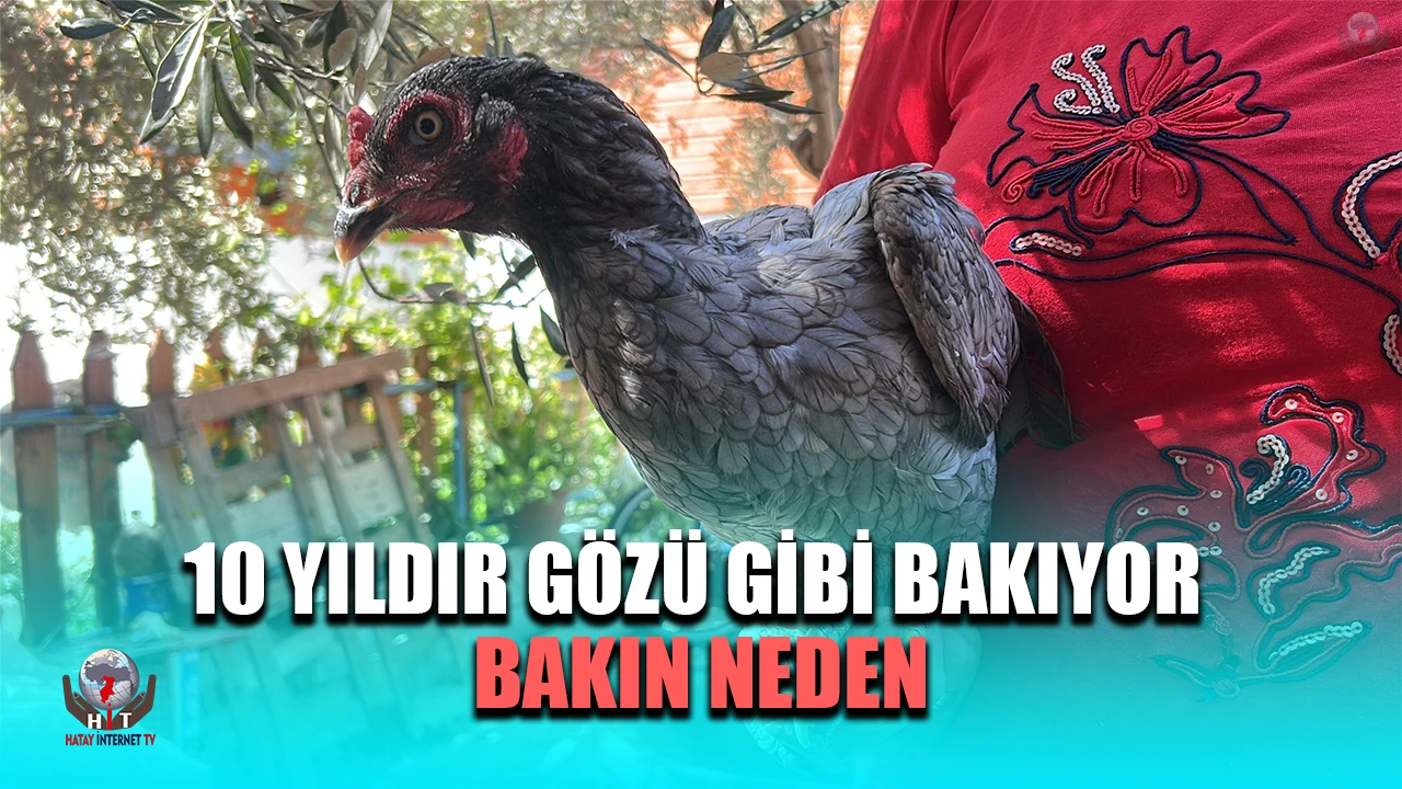 Kümesindeki 100 tavuk içerisinde mavi yumurtlayan 2 tavuğuna 10 yıldır gözü gibi bakıyor