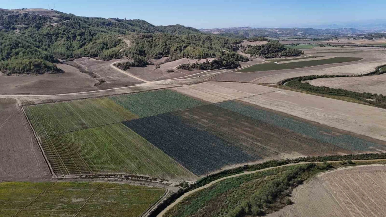 Kuraklığın vurduğu Seyhan Baraj Gölünün çevresi tarım arazisi oldu üretim başladı