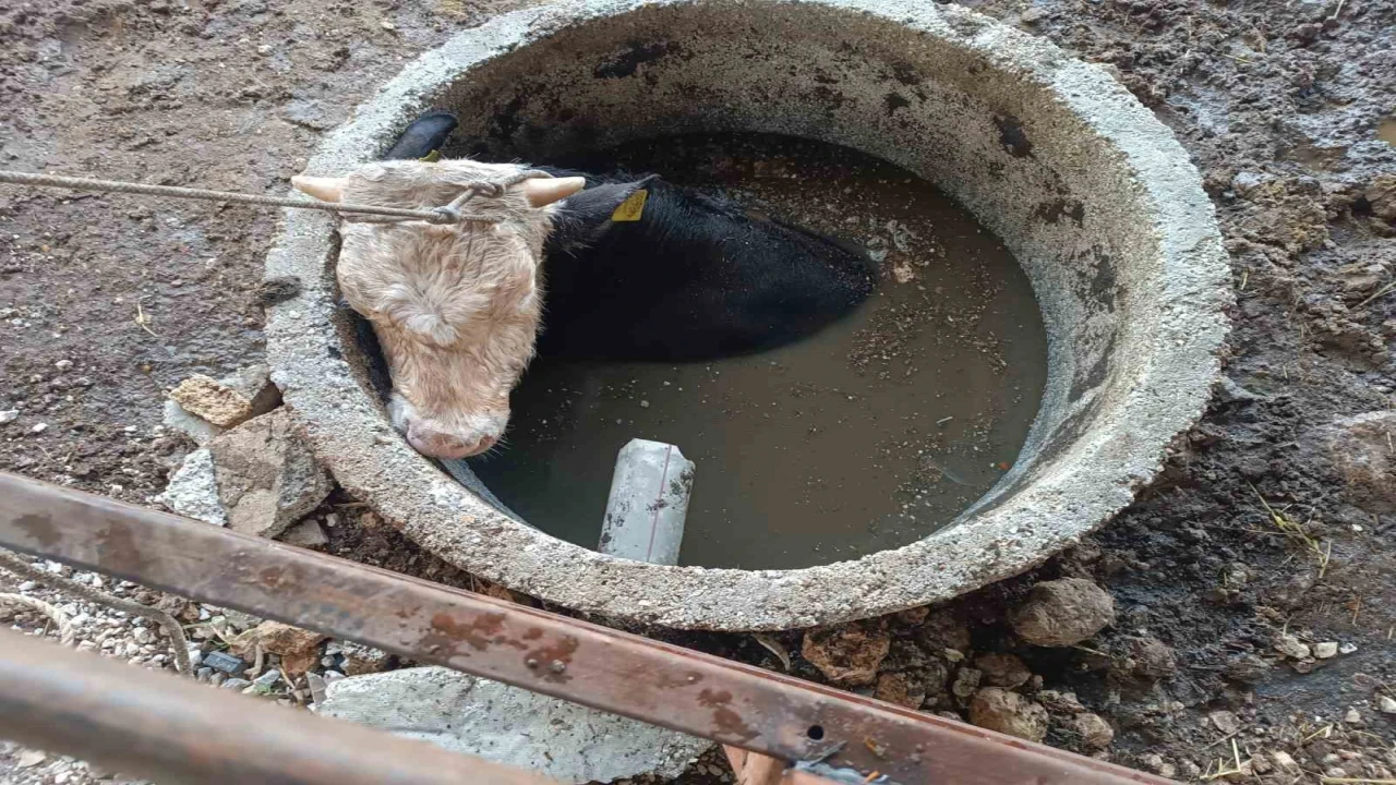 Kuyuya düşen ineği itfaiye kurtardı