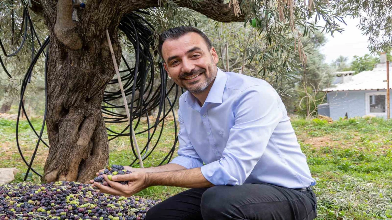 Manavgatta Zeytin ve Zeytinyağı Festivalinin ikincisi başlıyor