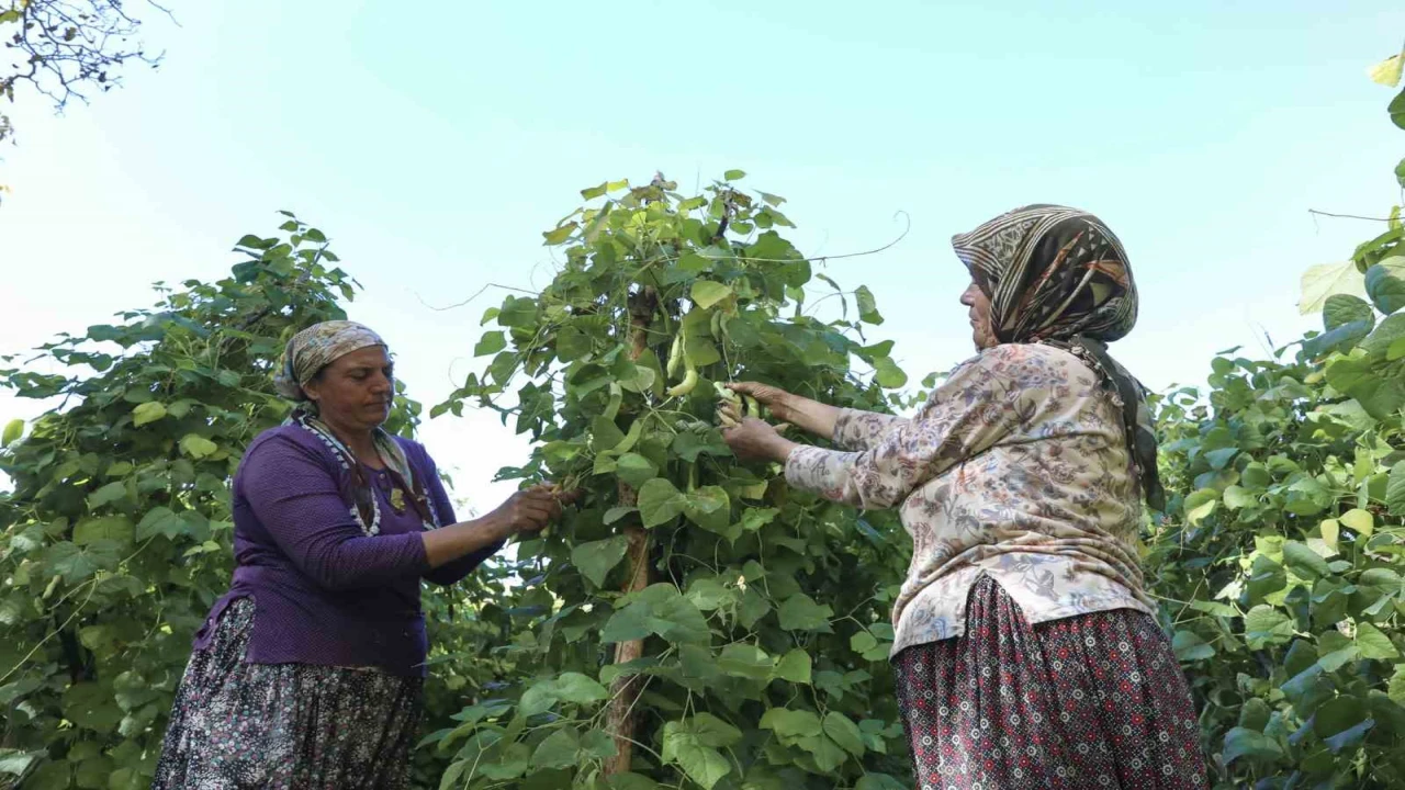 Mersinde atalık tohumlar gelecek nesillere aktarılıyor