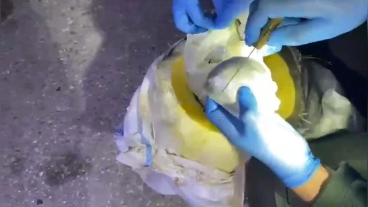 Osmaniyede bal kabağından uyuşturucu çıktı