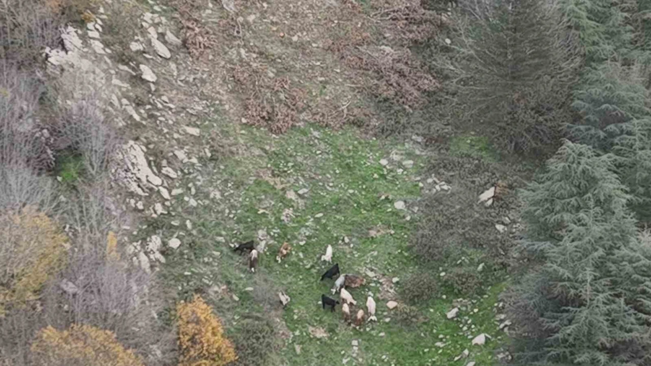 Osmaniyede kaybolan 15 koyun dron ile bulundu