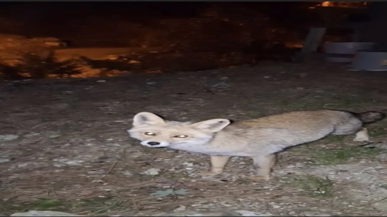 Osmaniyede meraklı tilki, Osmaniye kömbesini geri çevirmedi