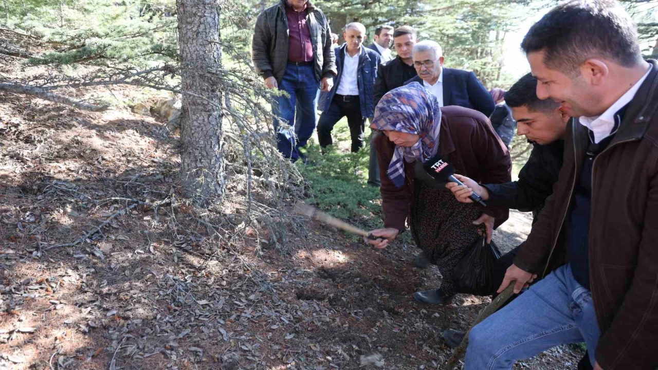 Sedir mantarının geleceği için uyarı: Her mantar toplanmaz