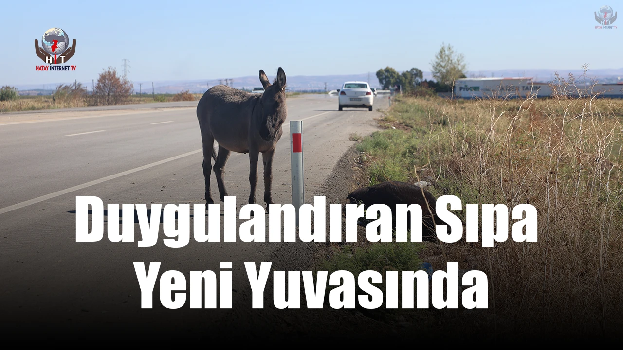 Telef olan annesinin başında beklediği görüntülerle duygulandıran sıpa yeni yuvasında yaşamaya başladı