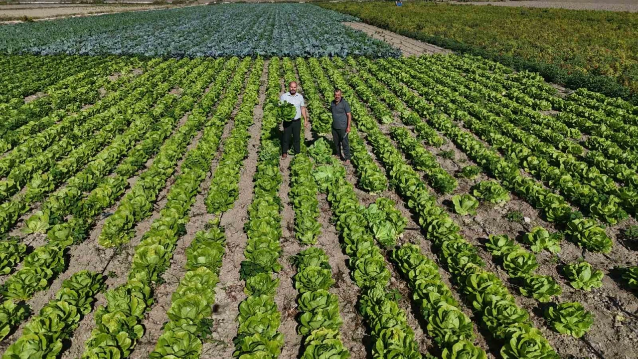 Yağmurların bereketi arttırdığı Amik Ovasında hasat edilen marul, 25 TLden alıcı buluyor