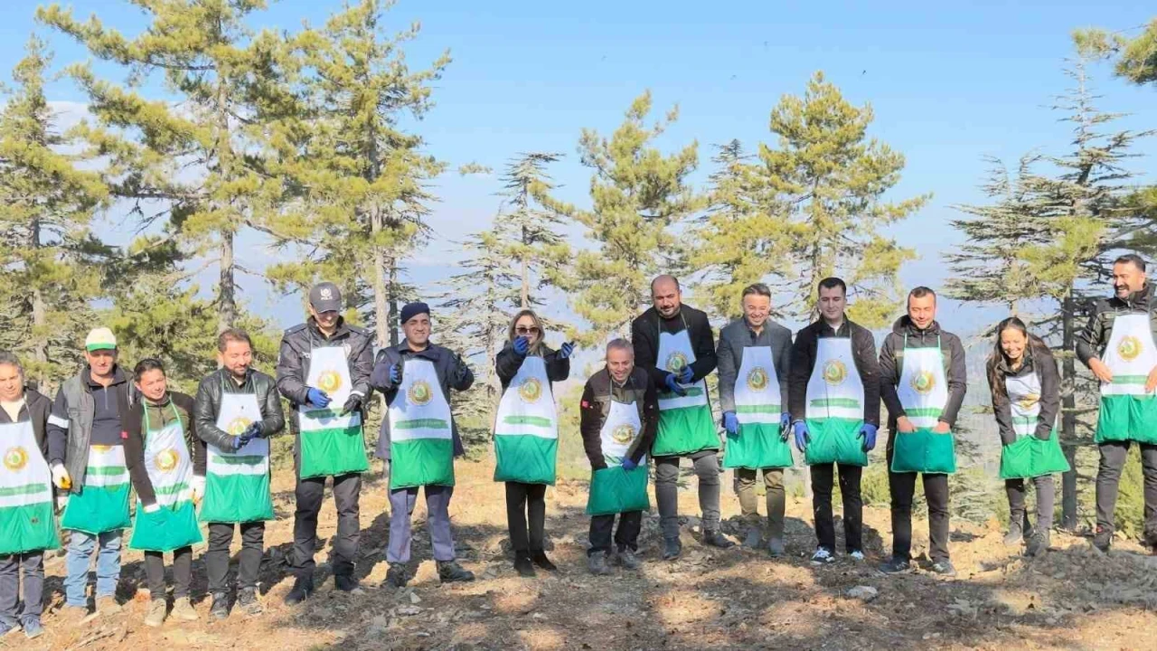 Adanada bir yılda 50 ton sedir tohumu toprakla buluştu