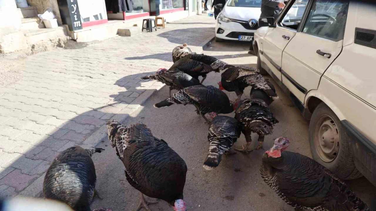 Adanada ilginç görüntü: Hindiler çarşıda gezdirilerek satılıyor