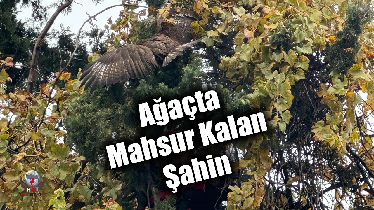 Ağaçta mahsur kalan şahini itfaiye kurtardı