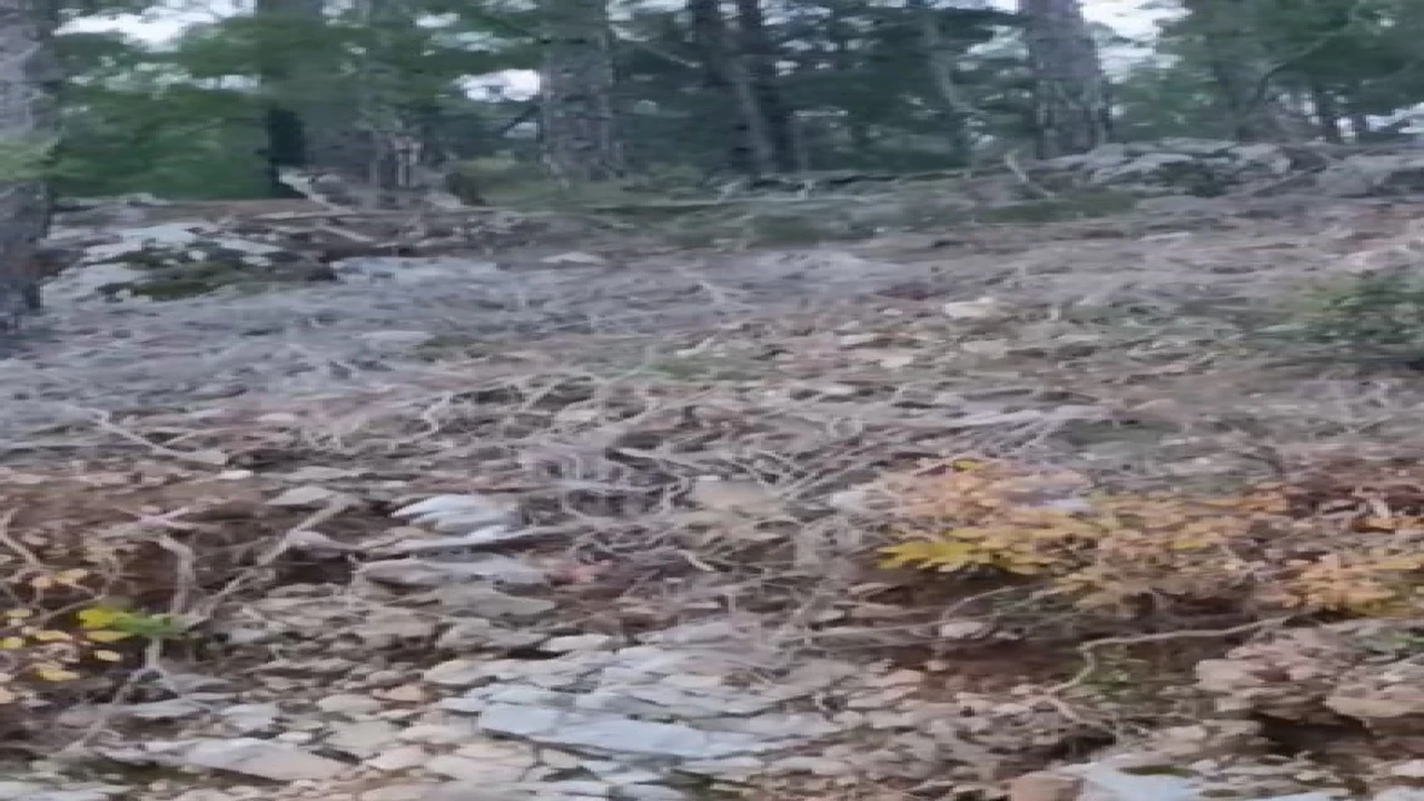 Alanyada yerleşim alanına yakın bölgede kurt görüntülendi