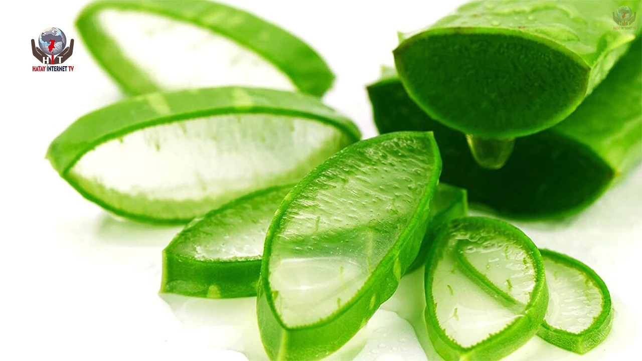 Aloe Vera Nedir?