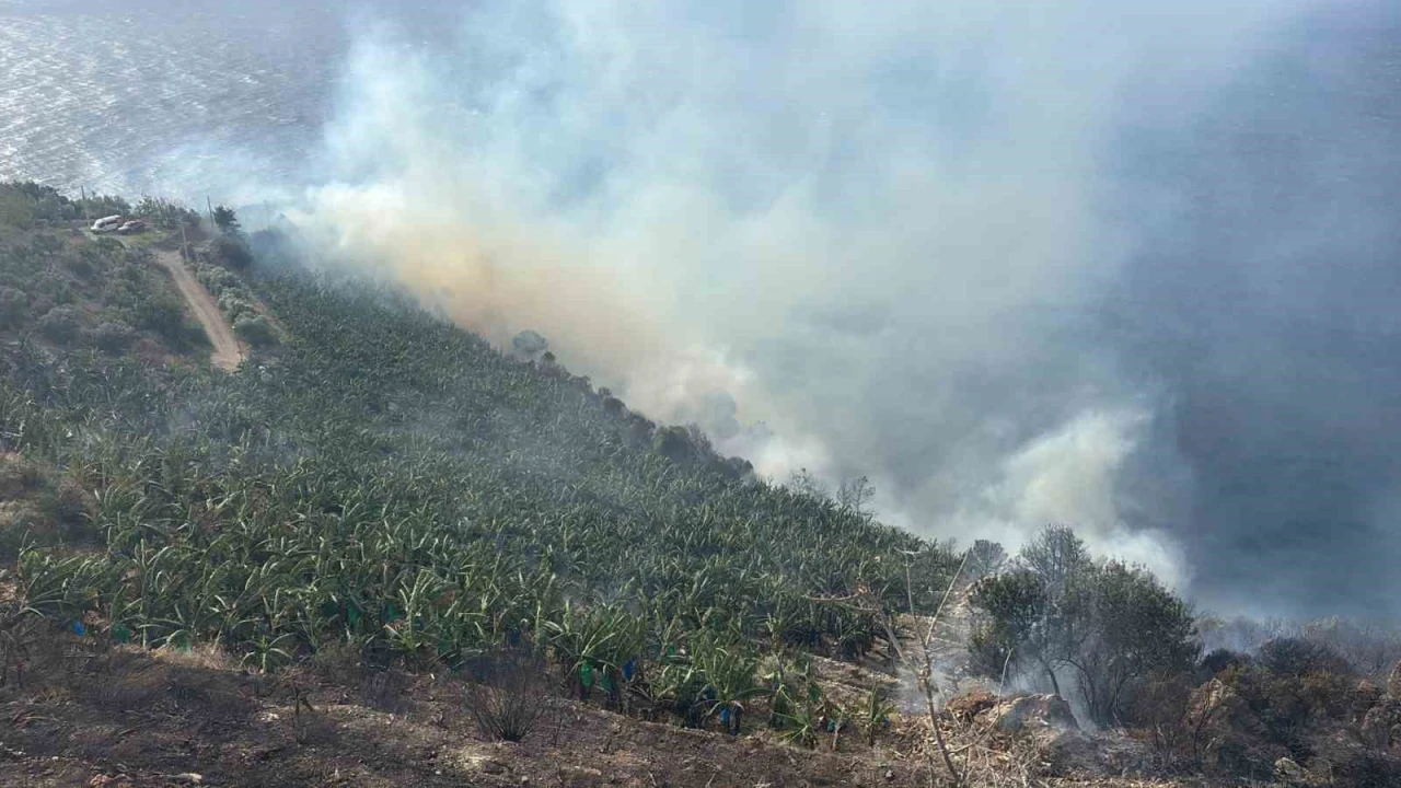 Antalyada muz bahçesinde yangın