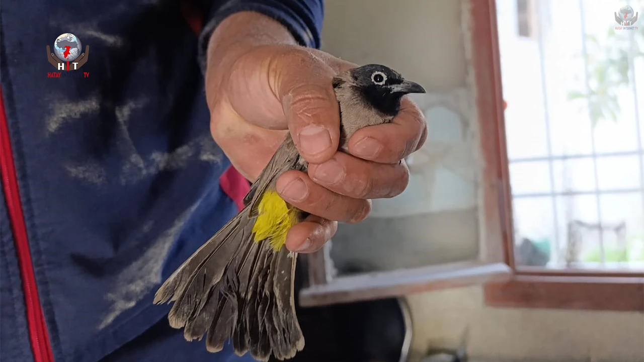 Arsuzda kuş kurtarma operasyonu