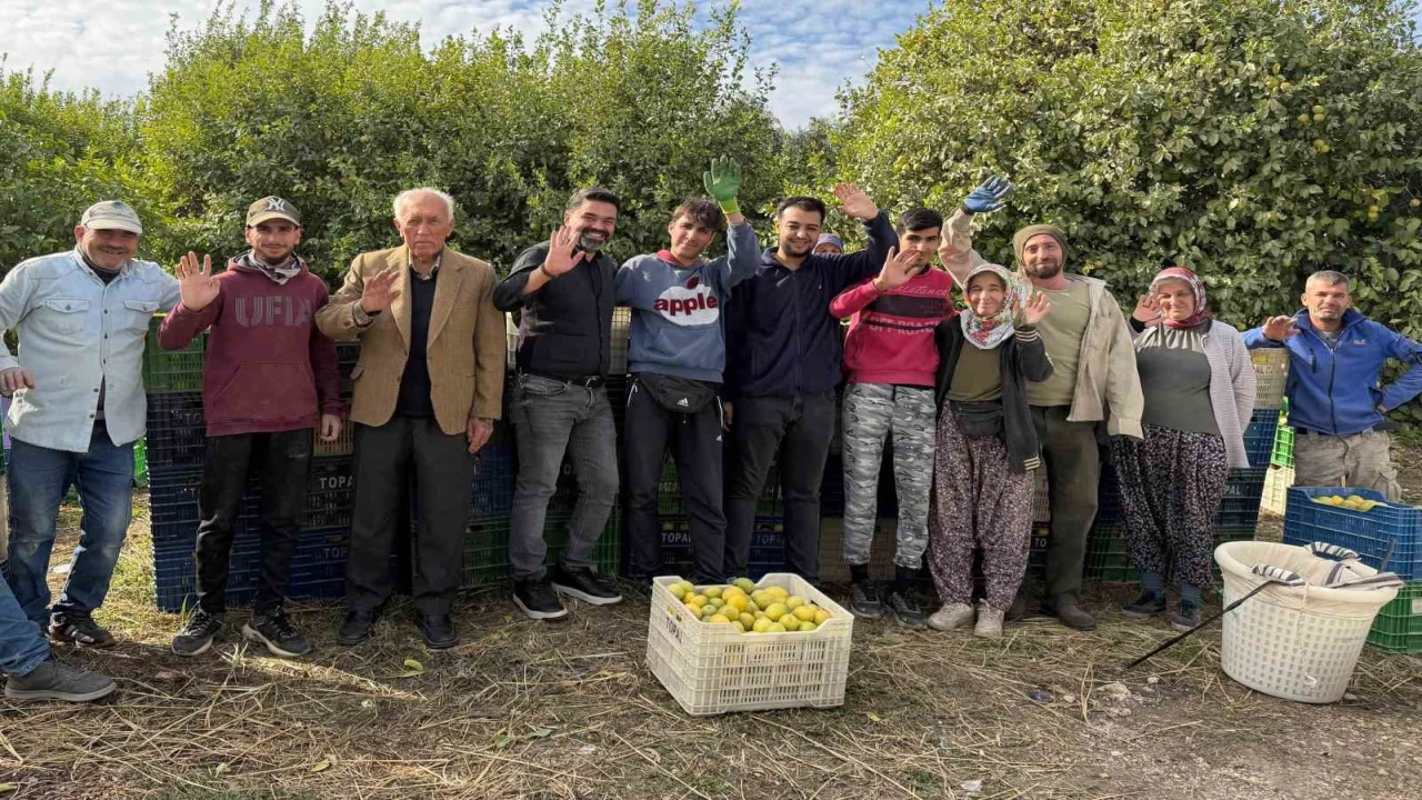 Binlerce ailenin geçim kaynağı limonun başkentinde hasat zamanı