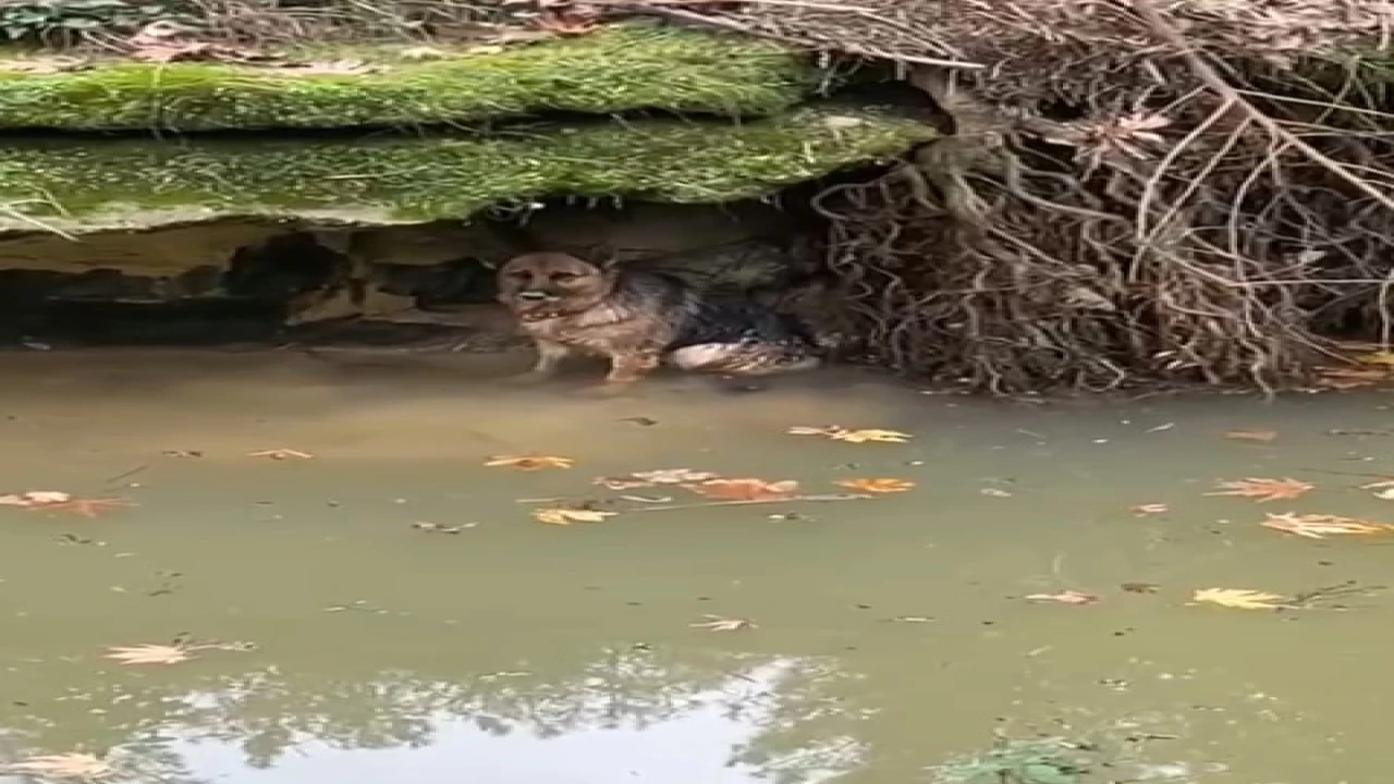 Dereye düşen köpek duyarlı vatandaş sayesinde kurtarıldı