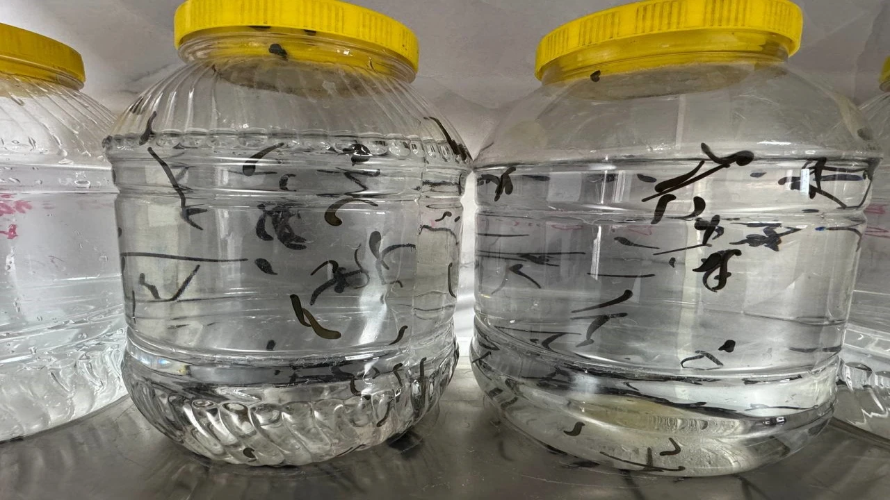 Eğirdirde yılda 20 bin tıbbi sülük kontrollü ortamda üretiliyor