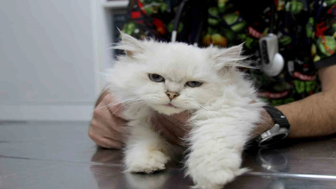 Kedide dünyada görülmemiş anomali: Başarılı operasyonla sağlığına kavuştu