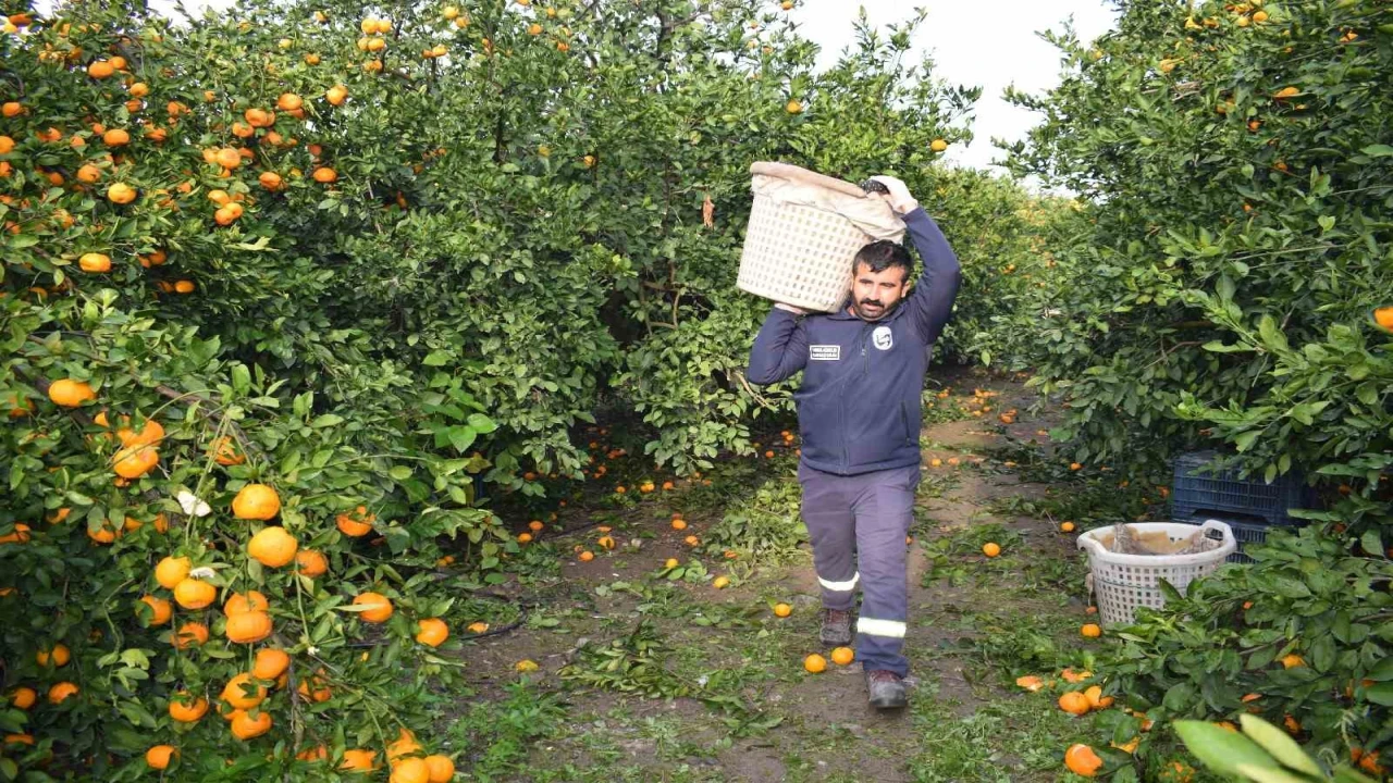 Kilogram fiyatı 2 TLye düşünce dalda çürümeye bırakılmıştı, 320 ton ürün vatandaşlara ücretsiz dağıtıldı
