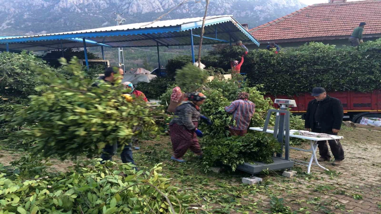 Kilogramı 25 liradan satılan defne yaprağı bir köyün geçim kanağı oldu