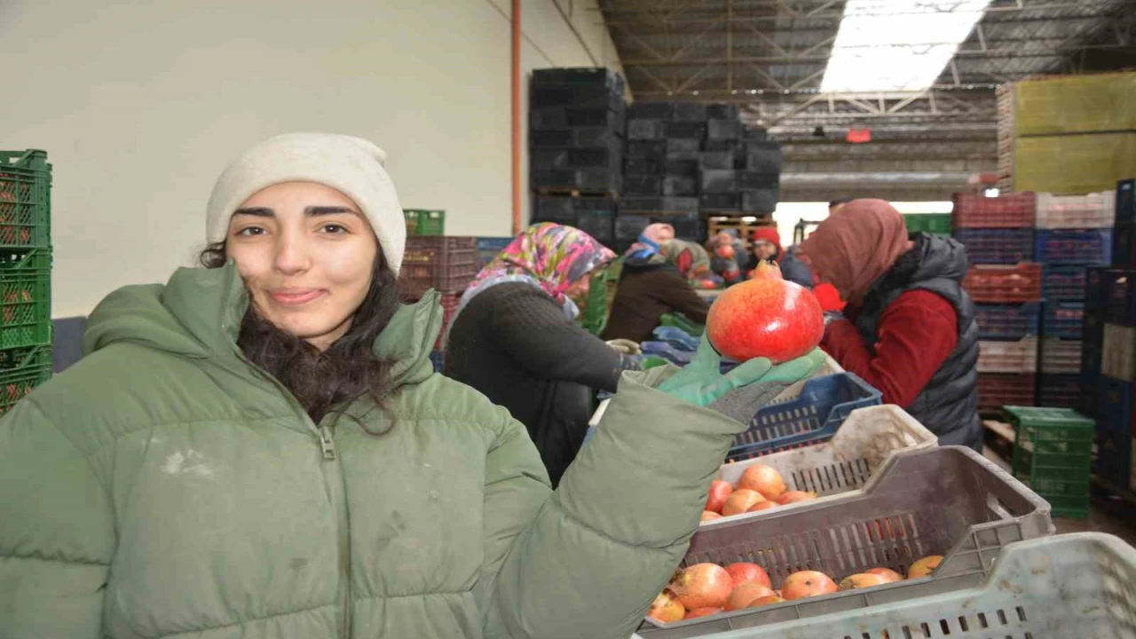Korkutelinden nar ihracatı başladı