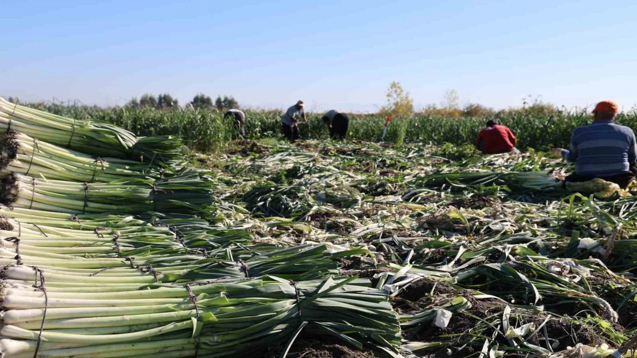 Kozanda pırasa hasadı başladı: 20-22 TLden alıcı buluyor