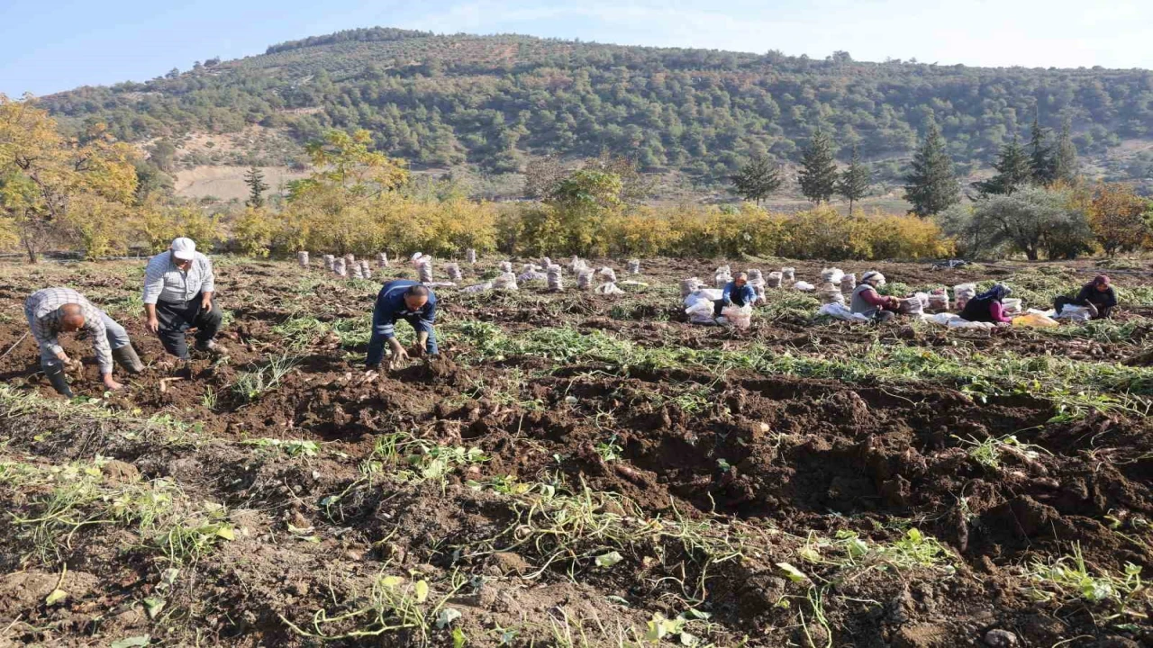 Kuraklık nedeniyle verimin yarı yarıya düştüğü tatlı patateste son hasat yapıldı