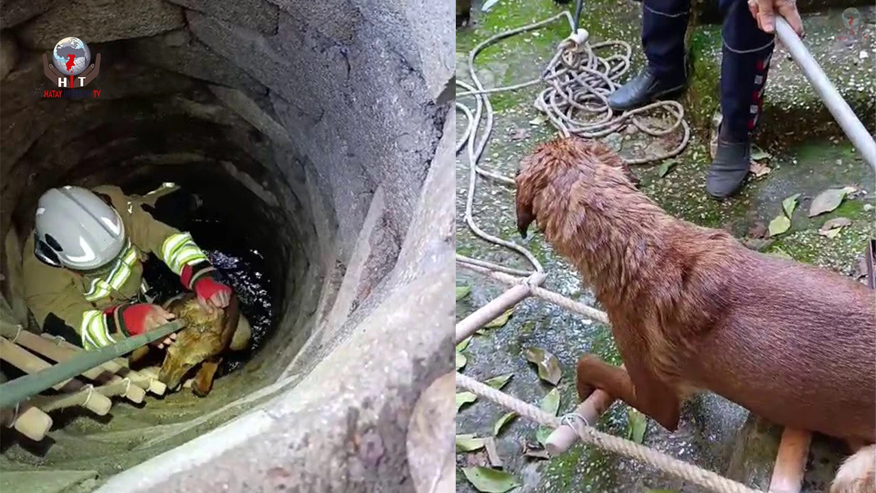 Kuyuya düşen köpeği itfaiye kurtardı