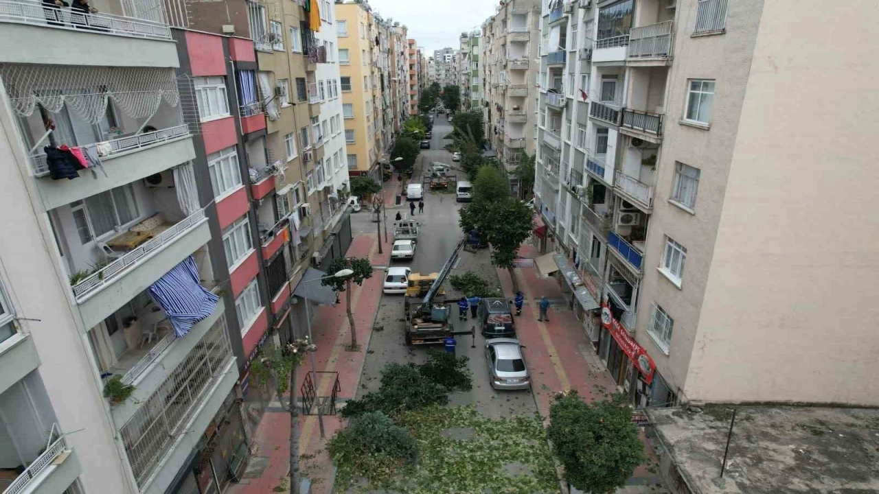 Mersinde ağaçlara kış bakımı