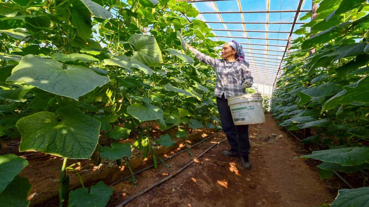 Mersinde hıyar fidesi desteği Aydıncıkta hasada dönüştü