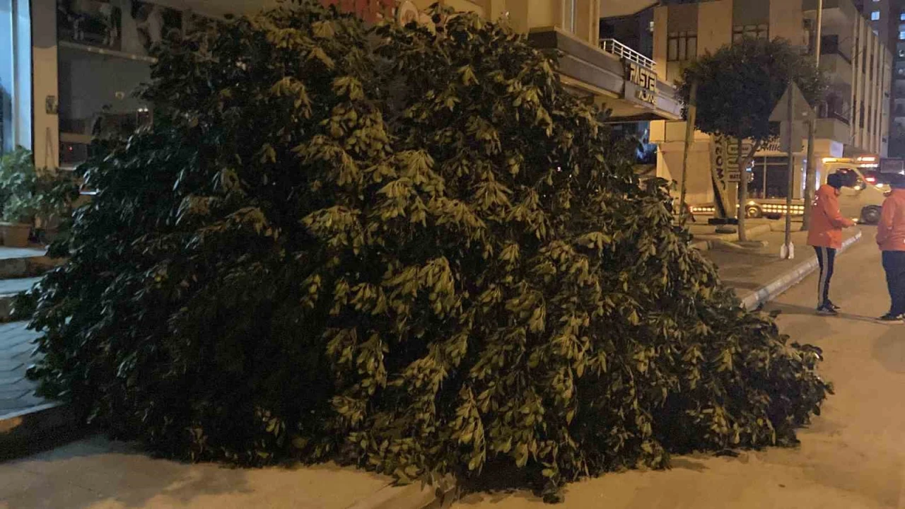 Mersinde şiddetli rüzgar ağaçları devirdi