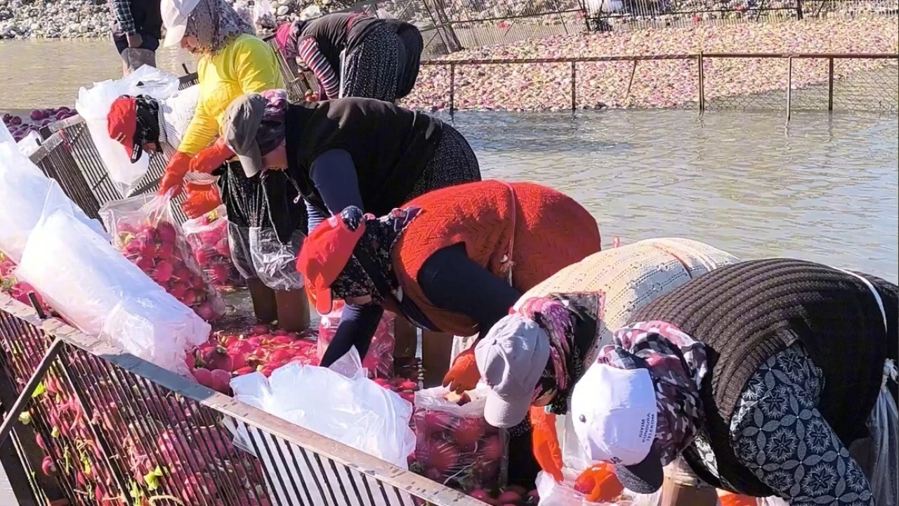 Osmaniye Kadirlide turp mesaisi: Soğuk suda ekmek mücadelesi