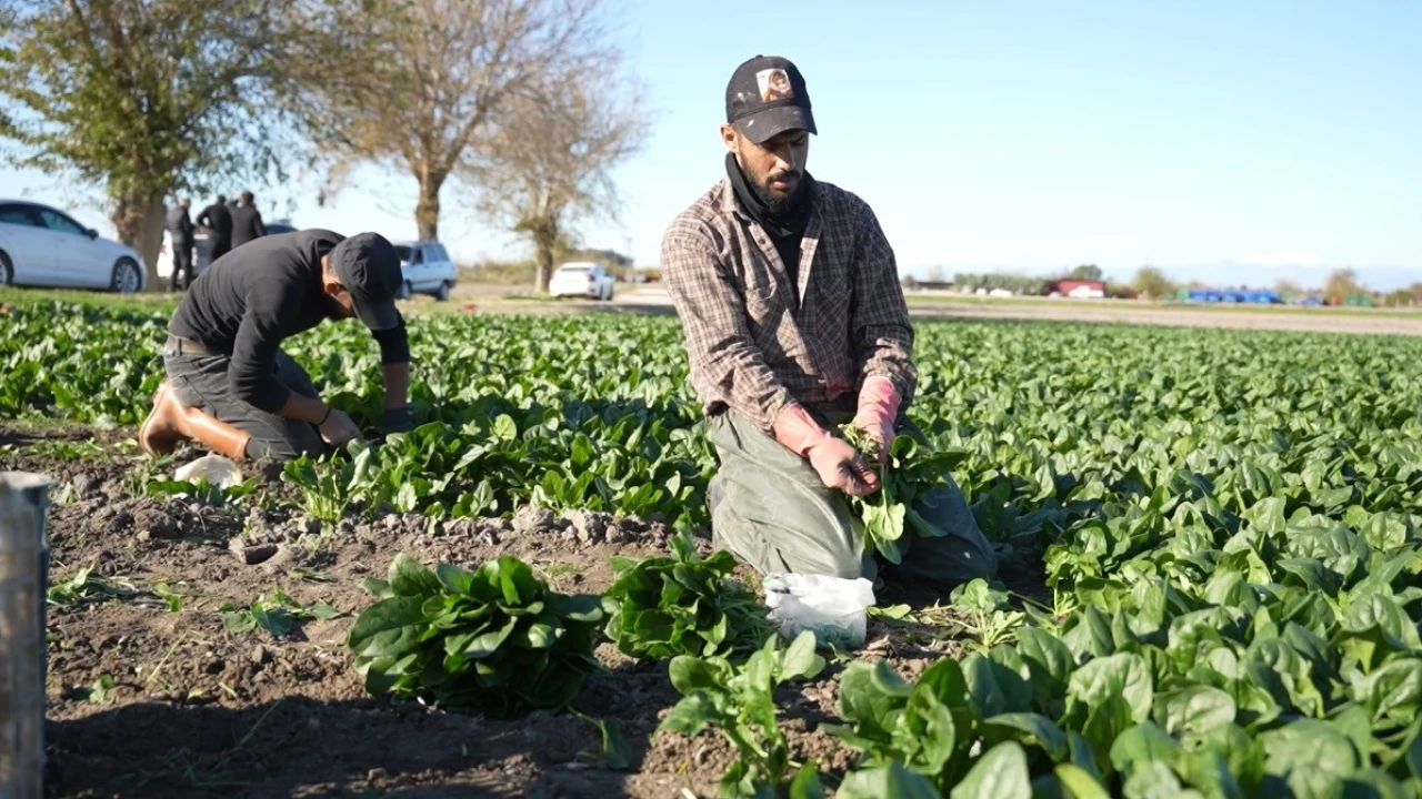 Osmaniyede ıspanak hasadı başladı