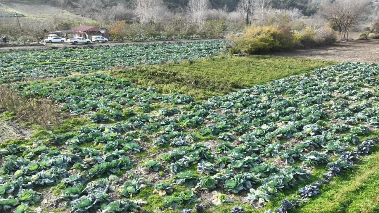 Osmaniyede lahana hasadı yapıldı