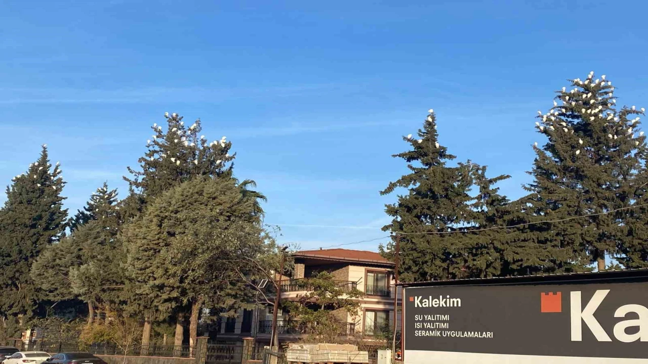 Osmaniyede sığır balıkçıllarının kış konaklaması ilgi çekiyor