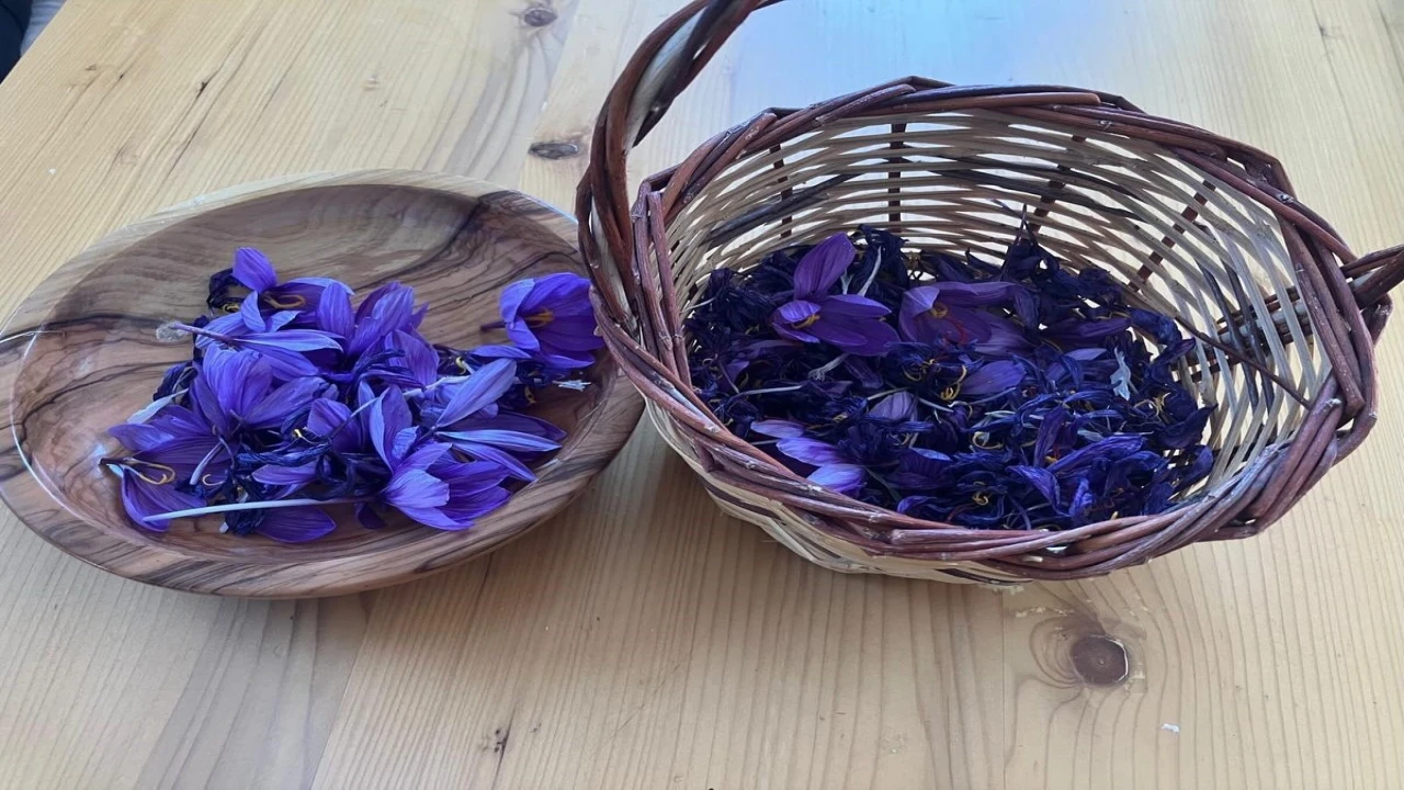 Osmaniyede yüksek getirili safrana ilgi artıyor