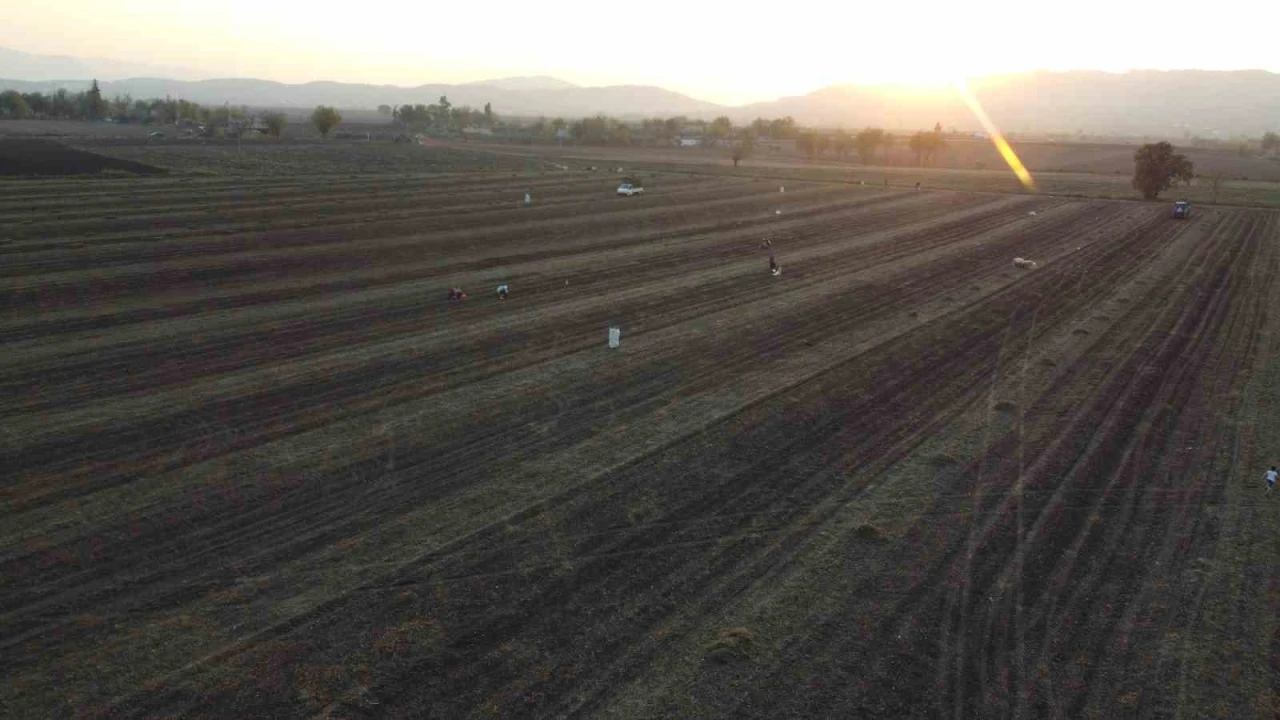 Osmaniyenin altın ürünü yer fıstığı, hayvan yemi olarak da değerlendiriliyor