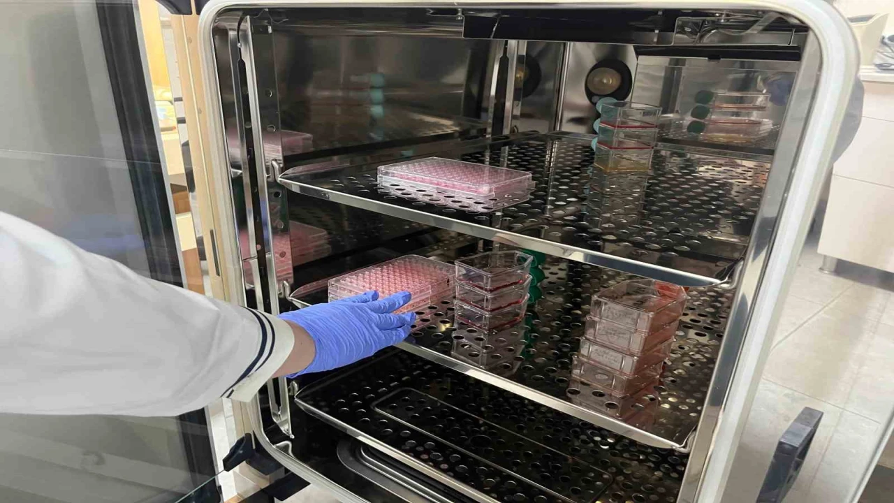 Parkinsonda bağırsak- beyin iletişimi çip üstü organ teknolojisiyle araştırılıyor