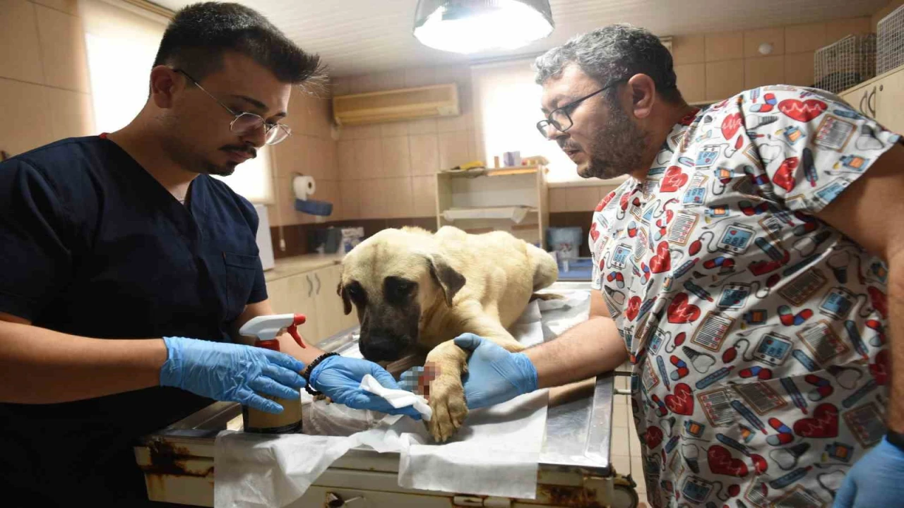 Saldırgan köpek ihbarına giden Kepez Belediyesinin çalışanlarına saldırı