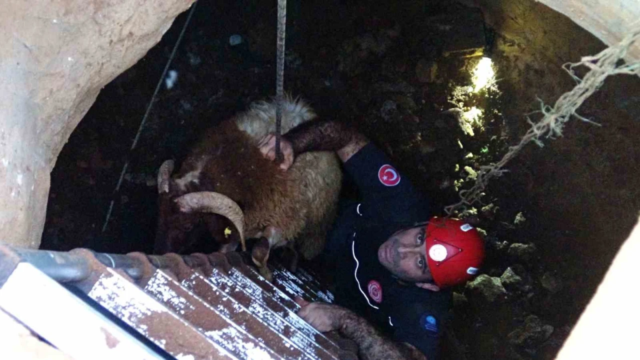 Seslerini küçük çocuk duydu, çalındı sanılan 2 koyun düştükleri 5 metrelik kuyudan kurtarıldı