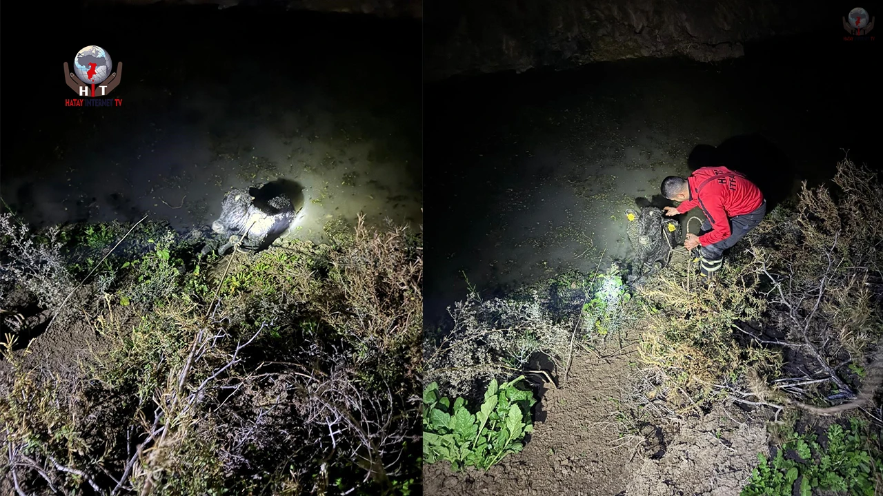 Su kanalına düşen buzağıyı itfaiye kurtardı