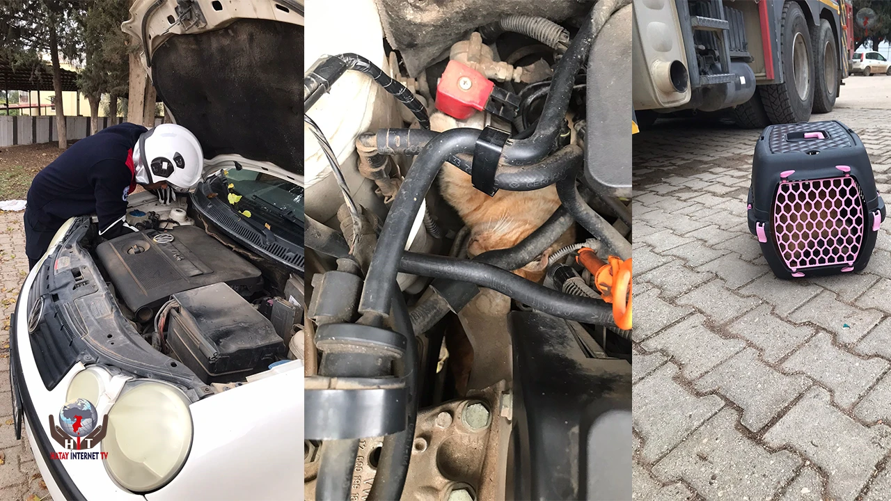 Üşüyen kedi, otomobilin motoruna girdi