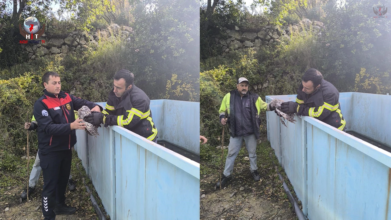 Yayladağında baykuş kurtarma operasyonu